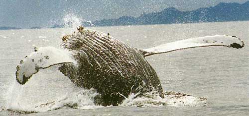 Close up of whale breaching.