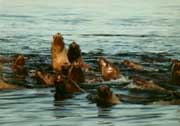 Boaters pass curious sea lions.