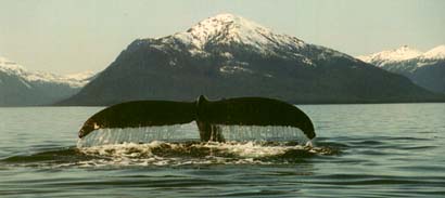 One of many whales seen while boating around Prince of Wales Island in Alaska