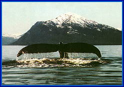 Whale Fluke